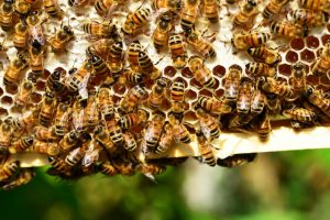 bee hive removal miami